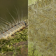Image for article titled There Is a Poisonous Alien Caterpillar Threatening to Invade the London Olympics. Seriously.
